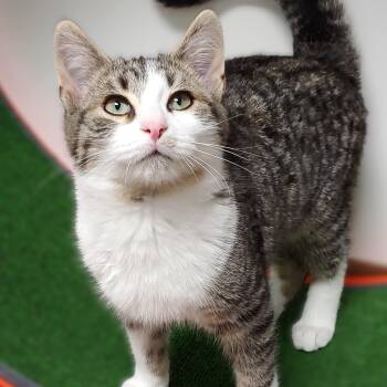 Rescue Domestic Short Hair Cats for Adoption in Belmont, New York - Vixen | PetCurious