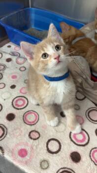 Otter -  Domestic Short Hair Cat for Adoption in Yorkville, Illinois - Otter | PetCurious
