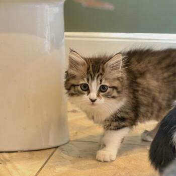Frosty -  Domestic Short Hair Cat for Adoption in Tipp City, Ohio - Frosty | PetCurious