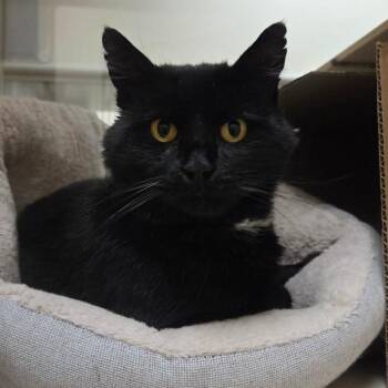 Jake -  Domestic Medium Hair Cat for Adoption in Ballston Spa, New York - Jake | PetCurious