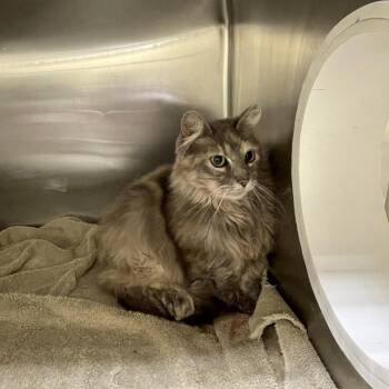 Felicia -  Domestic Medium Hair Cat for Adoption in Park City, Utah - Felicia | PetCurious