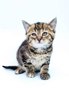 Millie -  Domestic Short Hair Cat for Adoption in Morton Grove, Illinois - Millie | PetCurious