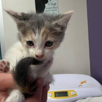 Harley -  Domestic Short Hair Cat for Adoption in Englewood, Florida - Harley | PetCurious