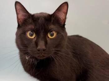 Oreo -  Domestic Short Hair Cat for Adoption in Woodbury, Minnesota - Oreo | PetCurious