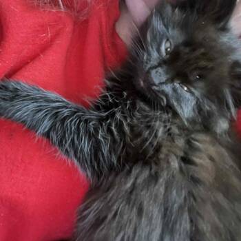 Domestic Medium Hair Cats Available for Adoption - Mrs. Agatha Monkey | PetCurious