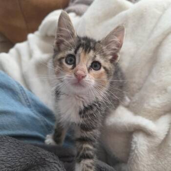 Frankie -  Domestic Short Hair Cat for Adoption in Philadelphia, Pennsylvania - Frankie | PetCurious