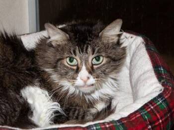 Midna -  Domestic Long Hair and Domestic Short Hair Cat for Adoption in Longmont, Colorado - Midna | PetCurious