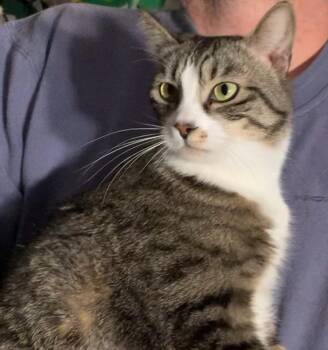 Domestic Short Hair Cats Available for Adoption in Dixon, California - Madison  | PetCurious