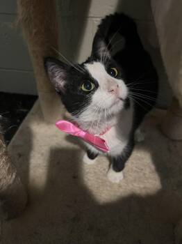 Rescue Domestic Short Hair Cats for Adoption in West Lafayette, Indiana - Ori (forever Foster) | PetCurious
