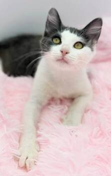 Tulle -  Domestic Long Hair Cat for Adoption in Covington, Louisiana - Tulle | PetCurious