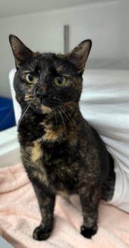 Domestic Short Hair Cats Available for Adoption - Charlize | PetCurious