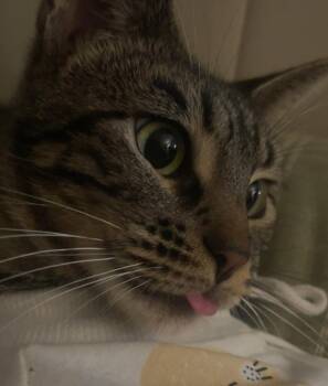 Rescue Domestic Short Hair Cats for Adoption in San Diego, California - Aphrodite | PetCurious