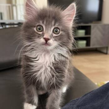 Lenny -  Domestic Long Hair Cat for Adoption in Las Vegas, Nevada - Lenny | PetCurious