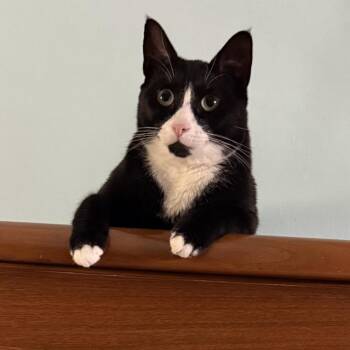 Domestic Short Hair Cats Available for Adoption in Philadelphia, Pennsylvania - Nib | PetCurious