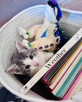 Grasshopper -  Domestic Short Hair Cat for Adoption in Salem, New Hampshire - Grasshopper | PetCurious