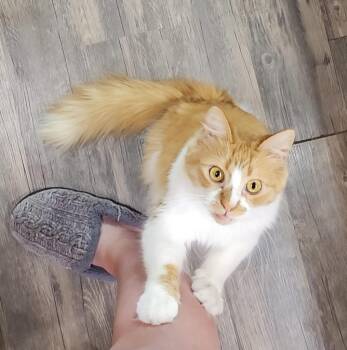 Domestic Short Hair Cats Available for Adoption - Punkin | PetCurious