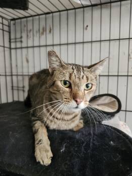 Tiger -  Domestic Short Hair Cat for Adoption in Lakewood, California - Tiger | PetCurious