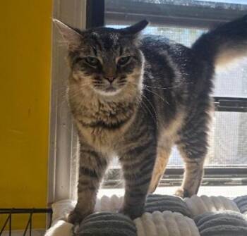 Mr Big -  Domestic Medium Hair and Domestic Short Hair Cat for Adoption in Clinton, Missouri - Mr Big | PetCurious