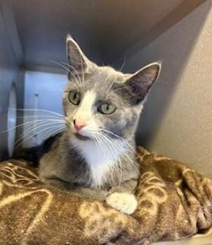 Domestic Short Hair Cats Available for Adoption in Mason City, Iowa - Butter | PetCurious