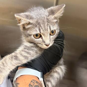 Katana Khan -  Domestic Short Hair Cat for Adoption in Winston-salem, North Carolina - Katana Khan | PetCurious