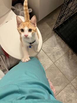 Rescue Domestic Short Hair Cats for Adoption - Calvin | PetCurious