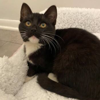 Rescue Domestic Short Hair Cats for Adoption in Long Beach, California - Cookie | PetCurious