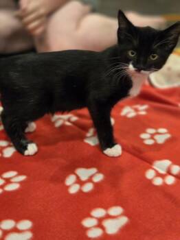 Bobbie -  Domestic Short Hair Cat for Adoption in The Woodlands, Texas - Bobbie | PetCurious