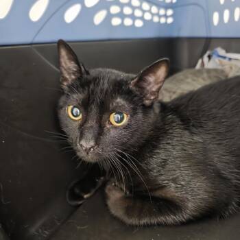 Salem -  Domestic Short Hair Cat for Adoption in Jupiter, Florida - Salem | PetCurious