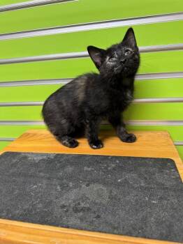 Domestic Short Hair Cats Available for Adoption in St. Peters, Missouri - MERRY | PetCurious