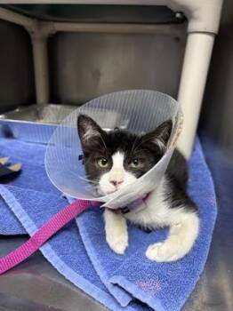 94813A Willow -  Domestic Short Hair Cat for Adoption in North Charleston, South Carolina - 94813A Willow | PetCurious
