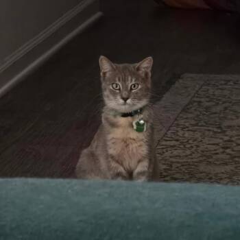Blender Betty -  Tabby Cat for Adoption in Columbia, South Carolina - Blender Betty | PetCurious