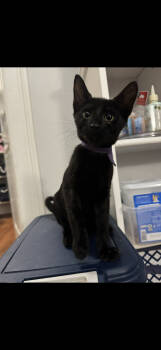 Rescue Domestic Short Hair Cats for Adoption in Paulina, Louisiana - Rosie | PetCurious