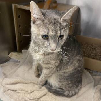 Domestic Short Hair Cats Available for Adoption in Philadelphia, Pennsylvania - Nana Sylvie | PetCurious