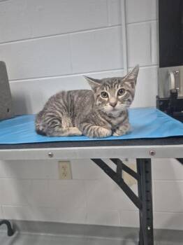 GLITCH -  Domestic Short Hair Cat for Adoption in St. Cloud, Florida - GLITCH | PetCurious