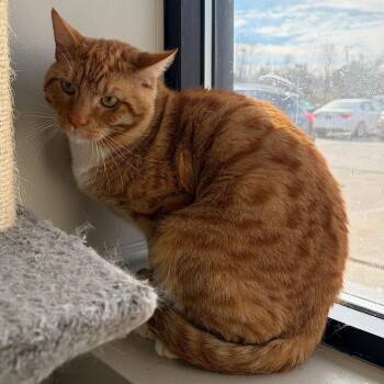 Domestic Short Hair Cats Available for Adoption - Fabio | PetCurious