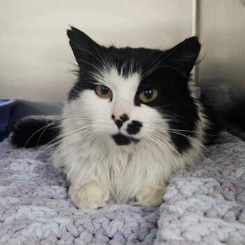 Domestic Long Hair Cats Available for Adoption - Speckles | PetCurious