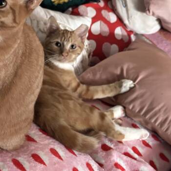 Domestic Short Hair Cats Available for Adoption - Cher | PetCurious