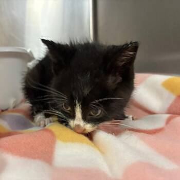 Pioneer -  Domestic Medium Hair Cat for Adoption in Gadsden, Alabama - Pioneer | PetCurious