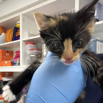 Molly -  Domestic Short Hair Cat for Adoption in Harrisonburg, Virginia - Molly | PetCurious