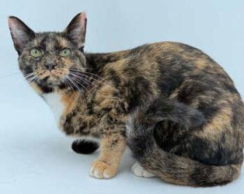 Mocha -  Domestic Short Hair Cat for Adoption in Bowling Green, Kentucky - Mocha | PetCurious