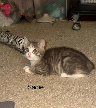 Domestic Short Hair Cats Available for Adoption - Sadie | PetCurious