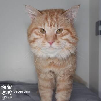 Sebastian Manassas -  Maine Coon and Domestic Short Hair Cat for Adoption in Merrifield, Virginia - Sebastian Manassas | PetCurious