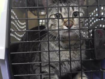 Domestic Short Hair Cats Available for Adoption - SASAPPIS | PetCurious