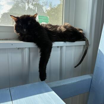 Orlin -  Domestic Long Hair Cat for Adoption in Big Rapids, Michigan - Orlin | PetCurious