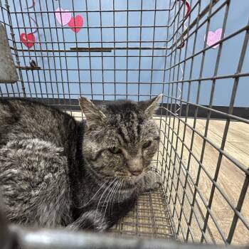 Tomas 4MQ -  Domestic Short Hair Cat for Adoption in Newark, New Jersey - Tomas 4MQ | PetCurious