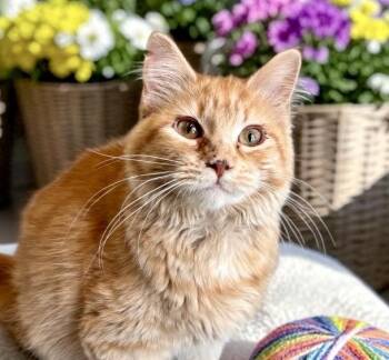 Angel -  Tabby Cat for Adoption in Perry, Iowa - Angel | PetCurious