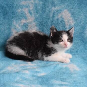 Domestic Short Hair Cats Available for Adoption in Eureka, California - Litten | PetCurious