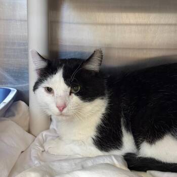 Tom -  Domestic Short Hair Cat for Adoption in Kanab, Utah - Tom | PetCurious