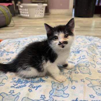 Patrick Star -  Domestic Short Hair Cat Available for Adoption in Freeport, New York - Patrick Star | PetCurious