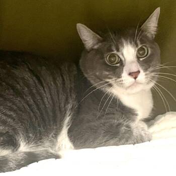 Pluto -  Domestic Short Hair Cat Available for Adoption in Las Vegas, Nevada - Pluto | PetCurious